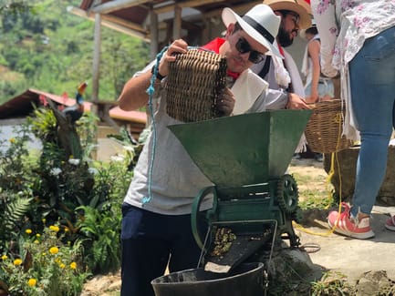 Tour participants learn the 'bean-to-cup' process and help de-pulp the coffee cherries – a hands-on experience on one of the best day trips from Medellín.