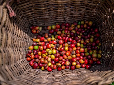 A basket full of colorful, hand-picked coffee cherries, the result of the harvest on a day trip from Medellín to a Colombian coffee plantation.