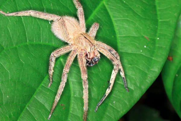 A Brazilian Wandering Spider on a green leaf, known as one of the most dangerous animals in Colombia's rainforests.