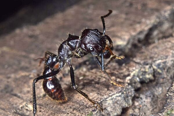 A bullet ant paraponera, whose sting is considered the most painful in the world, making it one of the feared dangerous animals in Colombia.