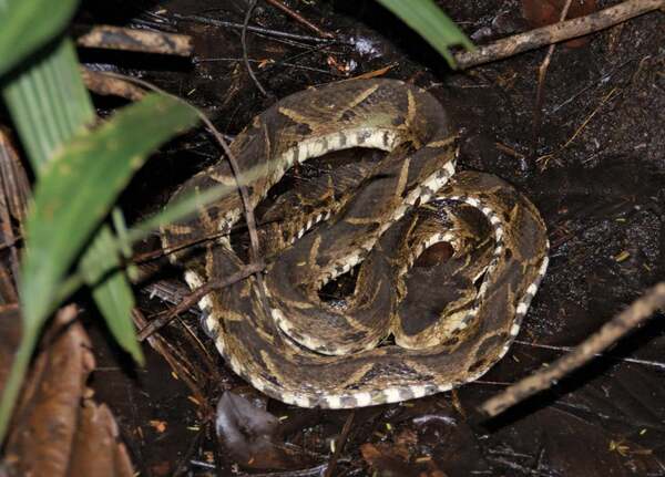A camouflaged Fer-de-Lance snake (Bothrops asper), one of the most venomous snakes and part of the dangerous animals in Colombia.