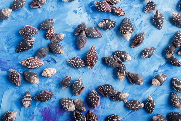 A collection of cone snail shells. When alive, these sea snails are venomous and are considered one of the unexpected dangerous animals in Colombia.
