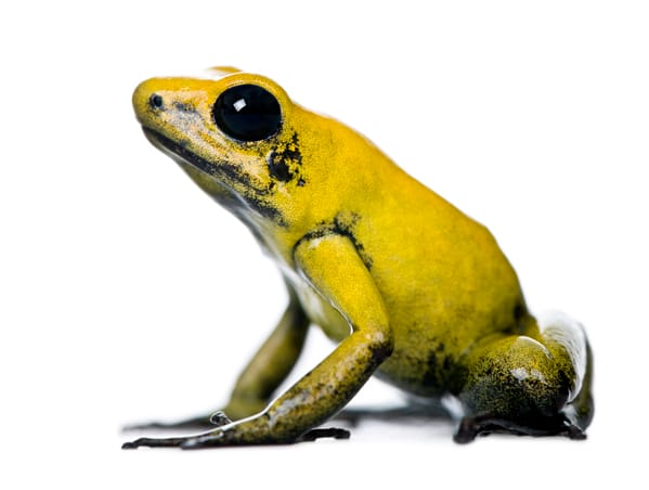 A Golden Poison Frog, one of the most venomous and dangerous animals in colombia, sitting on a white background.