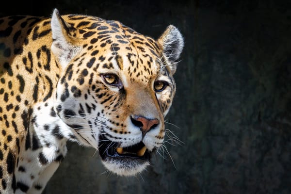 A jaguar, South America's largest predator, representing the majestic but potentially dangerous animals in Colombia.