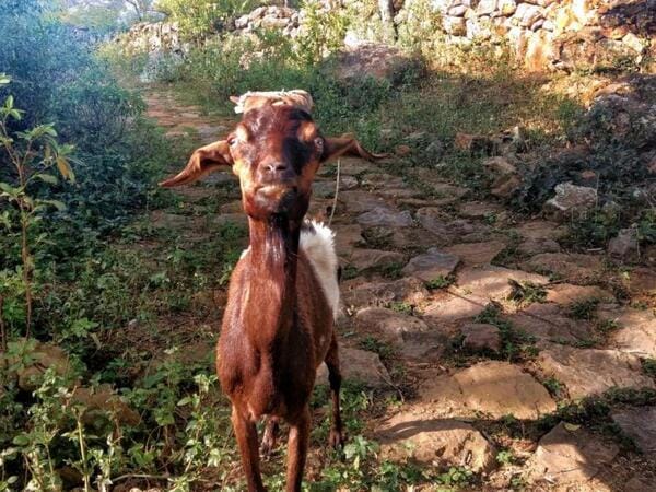 A live goat standing in the rural Santander region, directly answering the question 'what meat is used in Cabro Santandereano' for this classic Colombian dish.
