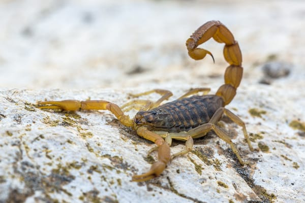 A scorpion on a rock. Its painful sting makes it one of the dangerous animals in Colombia that travelers should be aware of.