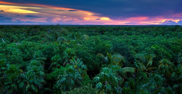A vast jungle canopy at sunset, a beautiful landscape that is also the primary habitat for many of the dangerous animals in Colombia, such as venomous snakes and elusive jaguars.