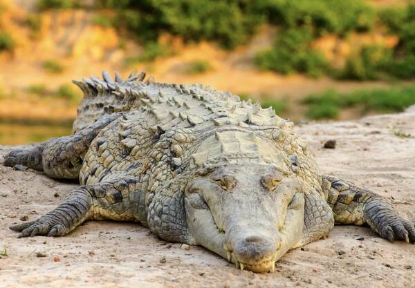 An orinoco crocodile suns itself on a bank, a powerful predator and one of the dangerous animals in Colombia found in rivers.