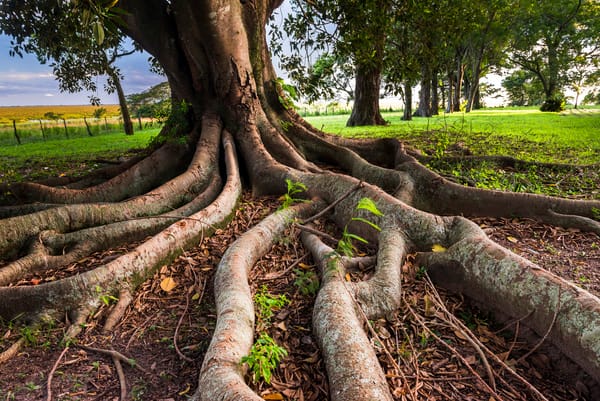 Old tree with twisted roots at Estancia San Juan de Poriahu, Ibera Wetlands, a marshland in Corrient The strong roots of an ancient tree, symbolizing the deep cultural and historical roots of colombian new year traditions
