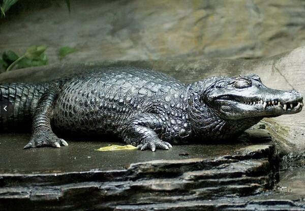 The head of a Black Caiman lurking in the Amazon, considered one of the large dangerous animals in Colombia.