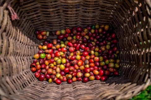 A basket full of colorful, hand-picked coffee cherries, the result of the harvest on a day trip from Medellín to a Colombian coffee plantation.