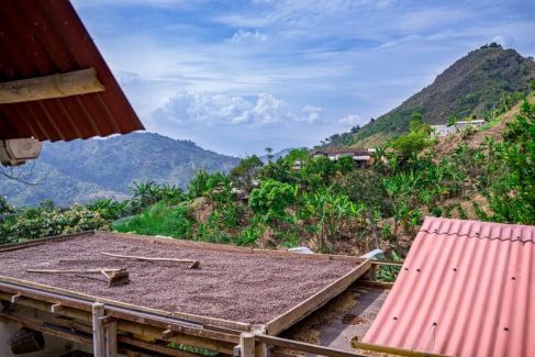 Fresh coffee beans drying in the sun on a finca overlooking the Antioquia mountains – a typical scene on a day trip from Medellín, Colombia.