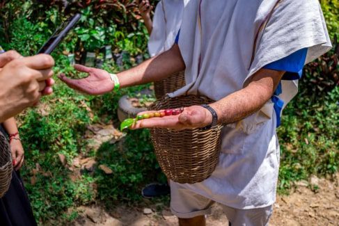 A guide shows freshly hand-picked coffee cherries during a coffee tour – a popular day trip from Medellín.