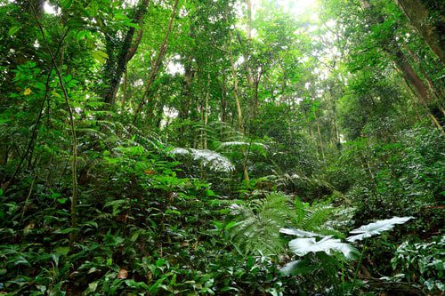 Rain season Colombia in a tropical rainforest: dense green jungle vegetation and humid canopy, ideal for nature and wildlife experiences. Rain season Colombia in a tropical rainforest: dense green jungle vegetation and humid canopy, ideal for nature and wildlife experiences.